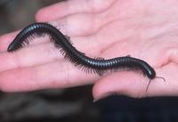 : Californiulus euphanus; Millipede