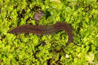 : Peripatoides novaezelandiae; Velvet Worm