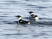Marbled Murrelets were common near shore. 1 October 2006. Photo by Angus Wilson