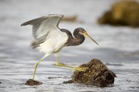 Tricollored Heron - Hydranassa Tricolor - Garceta tricolor