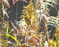 촉새 [black-faced bunting]