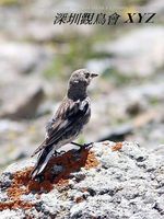 Montifringilla adamsi Black-winged Snowfinch 褐翅雪雀 116-001