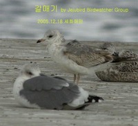 갈매기 Mew Gull