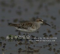 송곳부리도요 Broad-billed Sandpiper