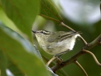 ミナミムシクイ Mountain Leaf-Warbler Phylloscopus trivirgatus