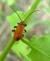Pyrrhidium sanguineum