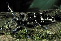 Anoplophora glabripennis - Asian Longhorned Beetle