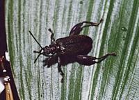 Donacia versicolorea