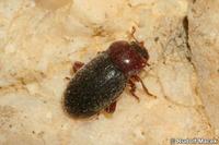 Lithophilus connatus