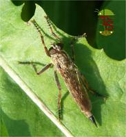 Pamponerus germanicus