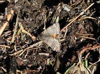 Archiearis notha - Light Orange Underwing