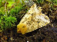 Conistra rubiginea - Dotted Chestnut