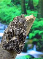 Eurois occulta - Great Brocade