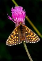 Melitaea aurelia - Nickerl's Fritillary