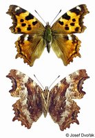 Nymphalis vaualbum - False Comma