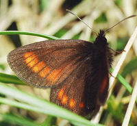 Erebia pharte - Blind Ringlet