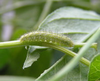 Emmelina monodactyla