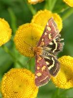 Pyrausta purpuralis