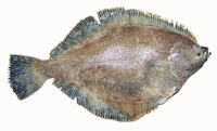 Isopsetta isolepis, Butter sole: fisheries, gamefish