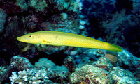 Cheilio inermis, Cigar wrasse: fisheries, aquarium