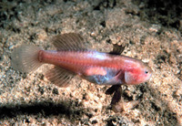 Austrolethops wardi, Small-eyed goby:
