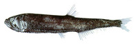 Manducus maderensis, :
