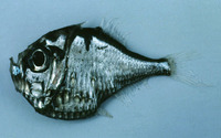 Polyipnus triphanos, :