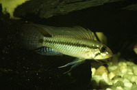 Apistogramma pertensis, Amazon dwarf cichlid: aquarium