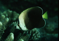 Chaetodon trichrous, Tahiti butterflyfish: aquarium