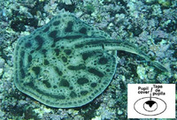 Urobatis concentricus, Spot-on-spot round ray: