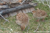 Grey or Hyderbadie Francolin Francolinus pondicerianus