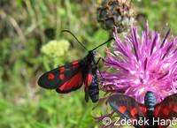 Zygaena angelicae - Slender Scotch Burnet