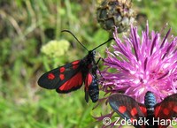 Zygaena angelicae - Slender Scotch Burnet