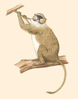 Image of: Allenopithecus nigroviridis (Allen's swamp monkey)