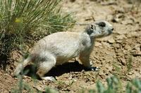 Image of: Cynomys leucurus (white-tailed prairie dog)