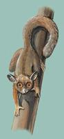 Image of: Galago alleni (Allen's squirrel galago)