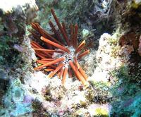 Heterocentrotus mammillatus - Slate Pencil Urchin