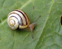 Cepaea hortensis - White-lipped Grove Snail