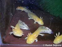 Ambystoma mexicanum - Axolotl