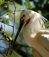 Platalea leucorodia - Eurasian Spoonbill