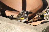 Phylidonyris novaehollandiae - New Holland Honeyeater