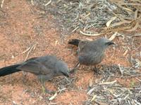 Struthidea cinerea - Apostlebird