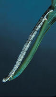 Image of: Geometridae (cankerworms, geometers, and measuringworms)