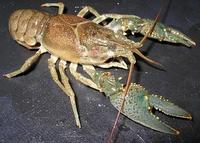 Image of: Orconectes virilis (virile crayfish)