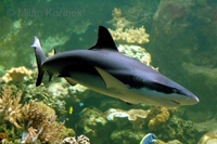 Carcharhinus melanopterus - Black Fin Reef Shark