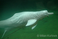 Inia geoffrensis - Pink River Dolphin