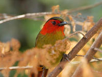 Image of: Liocichla phoenicea (red-faced liocichla)
