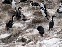 Image of: Phalacrocorax atriceps (imperial shag)