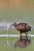 Image of: Plegadis falcinellus (glossy ibis)