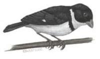 Image of: Sporophila americana (wing-barred seedeater)